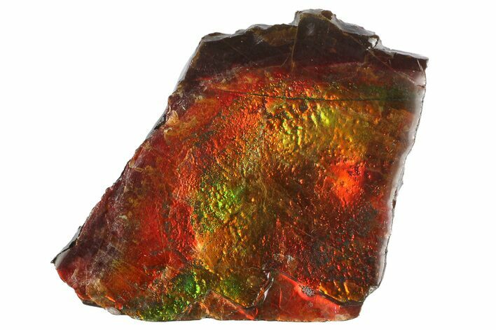 Iridescent Ammolite (Fossil Ammonite Shell) - Alberta, Canada #181138